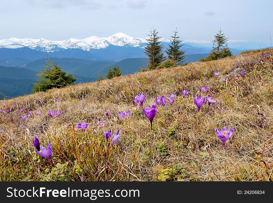 Spring landscape in the mountains with the first crocuses flower. Ukraine, the Carpathian mountains. Spring landscape in the mountains with the first crocuses flower. Ukraine, the Carpathian mountains