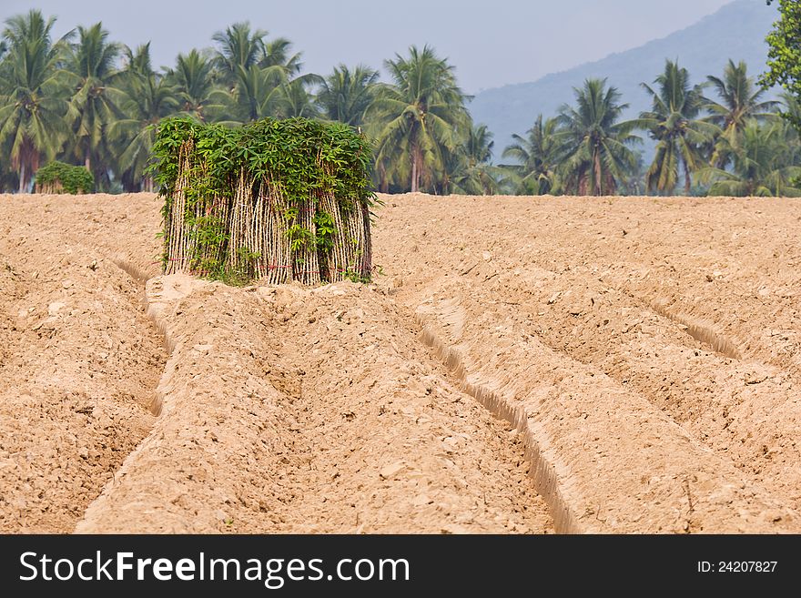 Bunches of breeding sapling of cassava and soil cultivation, Thailand