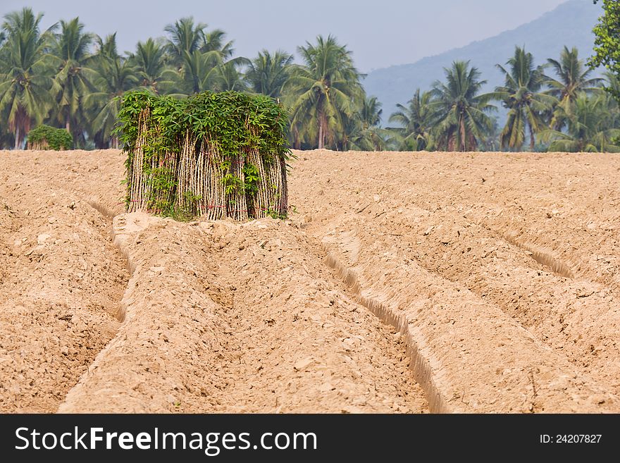 Breeding Sapling Of Cassava And Soil Cultivation