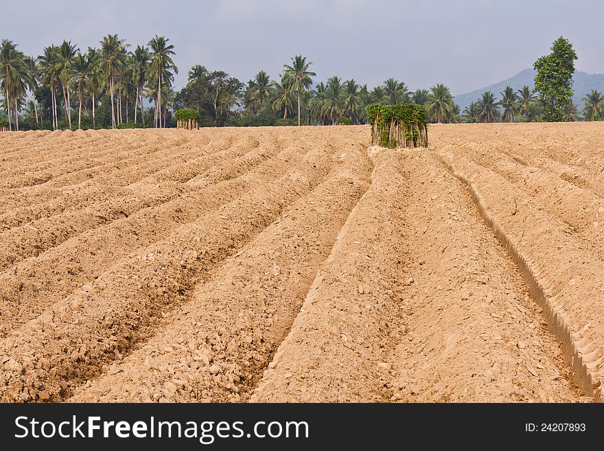 Rutted soil cultivation for cassava planting, Thailand