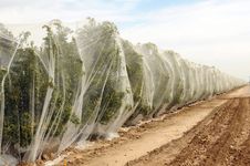 Rows Of Orange Trees Under Netting Stock Images Rows Of Orange Trees Under Netting Stock Images