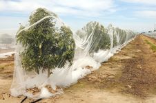 Rows Of Orange Trees Under Netting Stock Photography Rows Of Orange Trees Under Netting Stock Photography