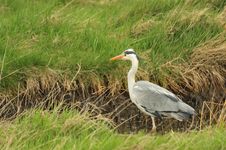 Grey Heron &x28;Ardea Cinera&x29; Stock Image