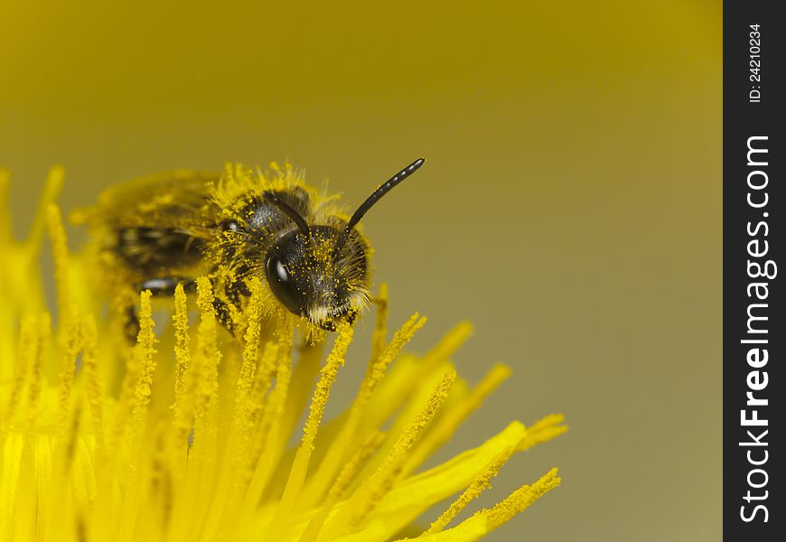 Bee on dandelion pollen covered. Bee on dandelion pollen covered