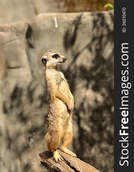 A meerkat standing on a log looking for danger.