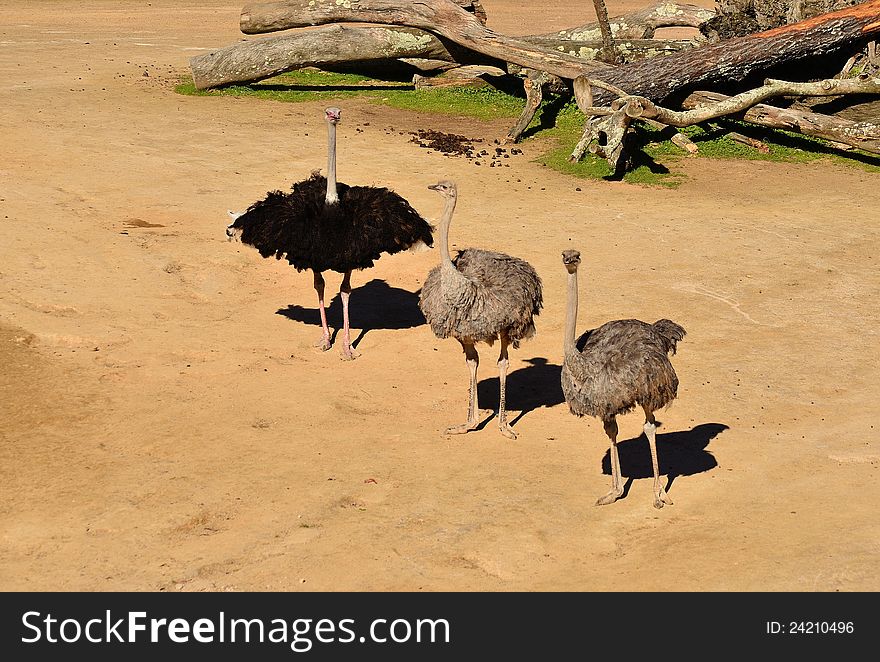 A male ostrich and his two females. A male ostrich and his two females