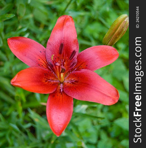 Red lily in the summer garden