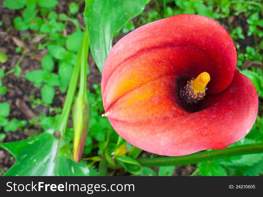 Red calla in the summer garden