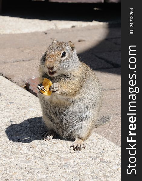 Uintah Ground Squirrel - Sciuridae Spermophilus armatus - eating a corn chip in Utah. Uintah Ground Squirrel - Sciuridae Spermophilus armatus - eating a corn chip in Utah