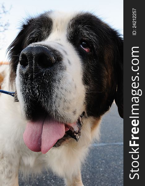 Close-up of a dog's face - a sweet Saint Bernard