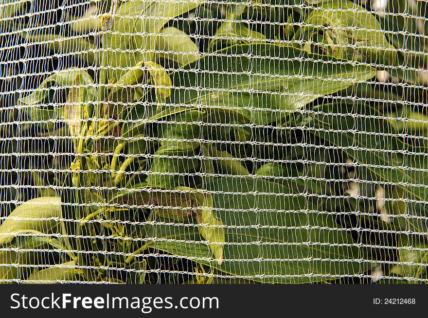 Netting covering orange trees in California. Netting covering orange trees in California