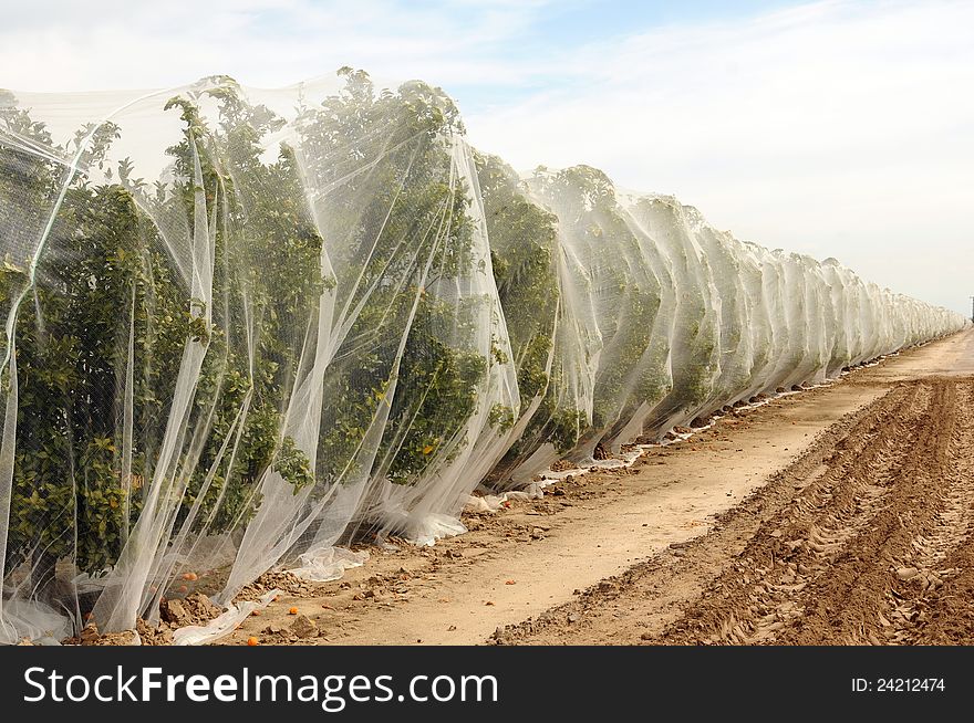 Netting covering orange trees in California. Netting covering orange trees in California