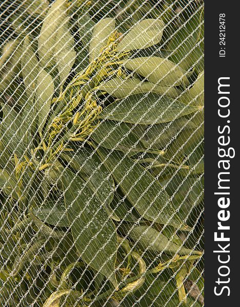 Netting covering orange tree in California. Netting covering orange tree in California