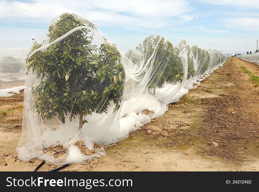 Rows of Orange Trees under netting