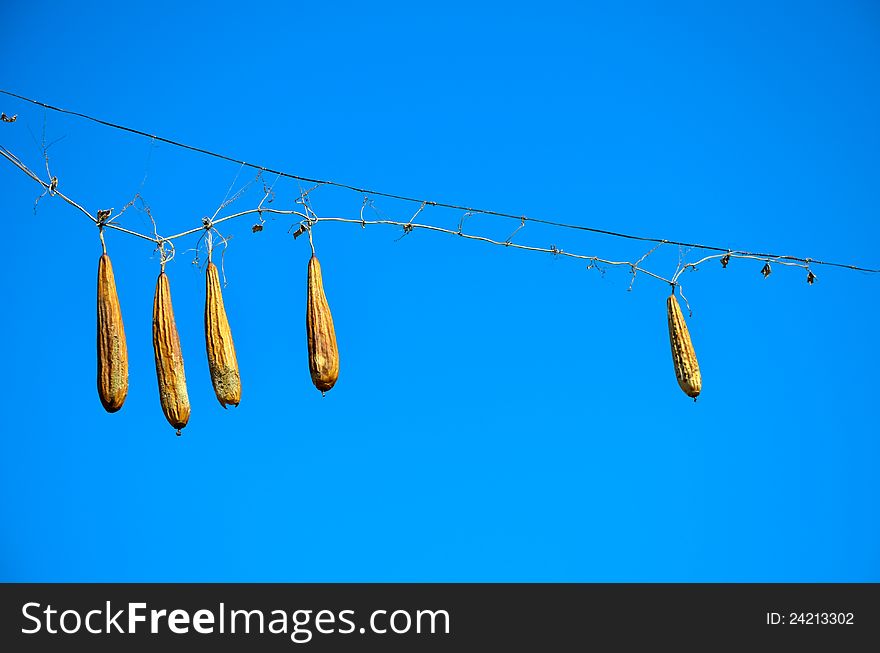 Taken in northern China in the spring, a few dry loofah hanging on the wire. Taken in northern China in the spring, a few dry loofah hanging on the wire