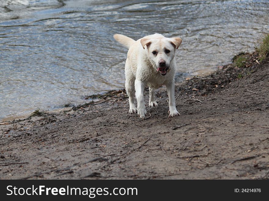Labrador Retriever after bath in Lake