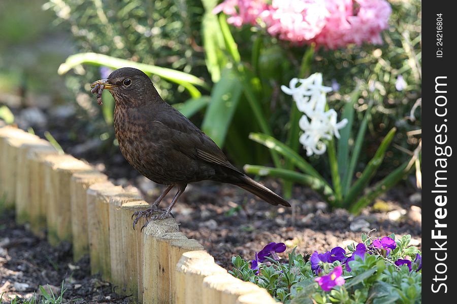 Close up of a female Blackbird with a beak full of worms to feed her young