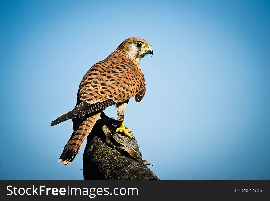 Buzzard ground for a demonstration of falconry