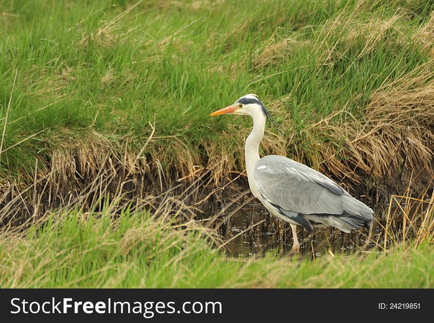 A Grey Heron in a marshland inlet, at the RSPB reserve, on the coast at Marshside, near Southport, England. This particular bird is known in the area, because he has lost one leg at the knee joint. But as with many mammals and birds, does not let his handicap affect his life. A Grey Heron in a marshland inlet, at the RSPB reserve, on the coast at Marshside, near Southport, England. This particular bird is known in the area, because he has lost one leg at the knee joint. But as with many mammals and birds, does not let his handicap affect his life.