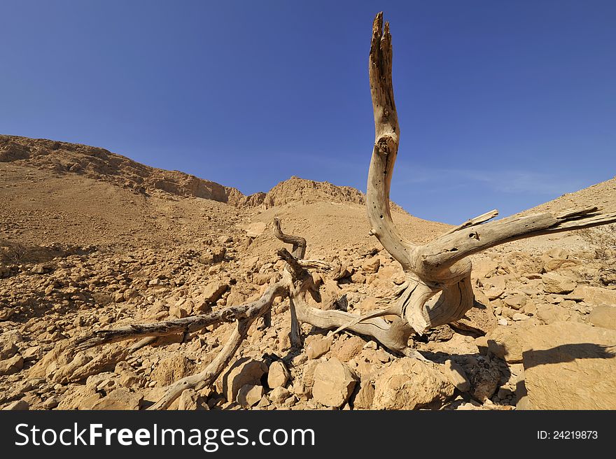 Dead tree and lifeless landscape in Judea desert. Dead tree and lifeless landscape in Judea desert.