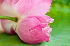 Beautiful Pink Lotus Stock Image