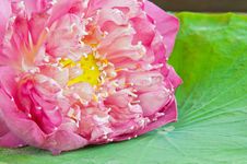 Beautiful Pink Lotus Stock Photos