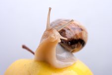 Snail On A Yellow Apple Stock Image