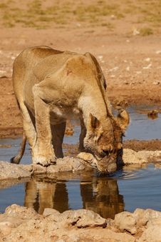 Lioness Drinking Water Royalty Free Stock Image