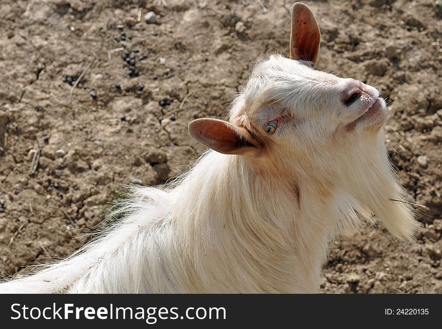 Goat detail on sunny day. Goat detail on sunny day