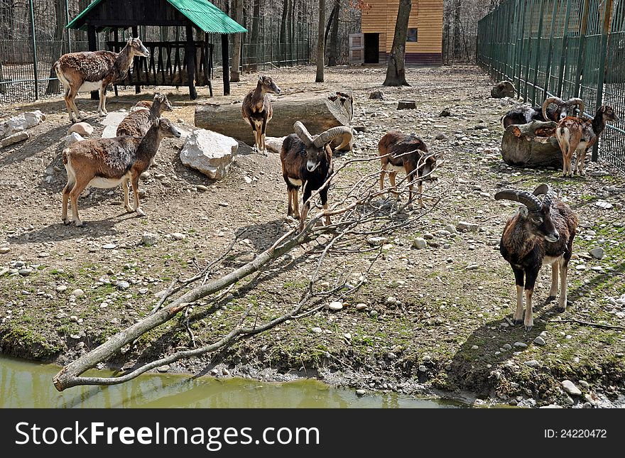 Group of goats at Bucharest Zoo in Romania. Group of goats at Bucharest Zoo in Romania