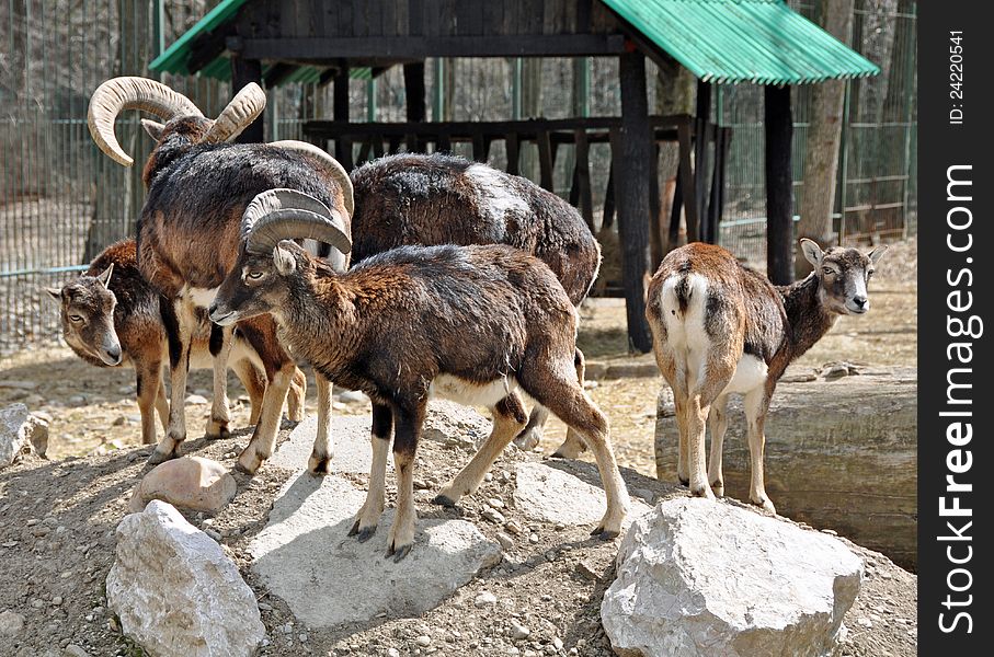 Group of goats at Bucharest Zoo in Romania. Group of goats at Bucharest Zoo in Romania