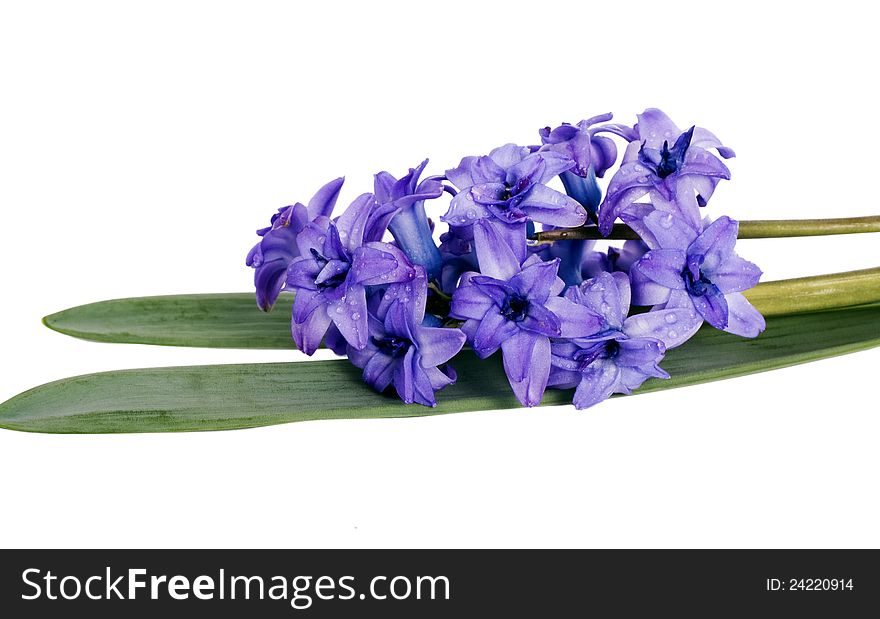 Fresh blue hyacinth flower and leaves with water drops