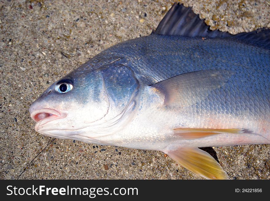 Awesome sheephead laying on the shore. Awesome sheephead laying on the shore