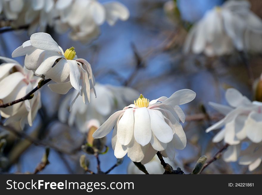 Beautiful star magnolias from cantral japan