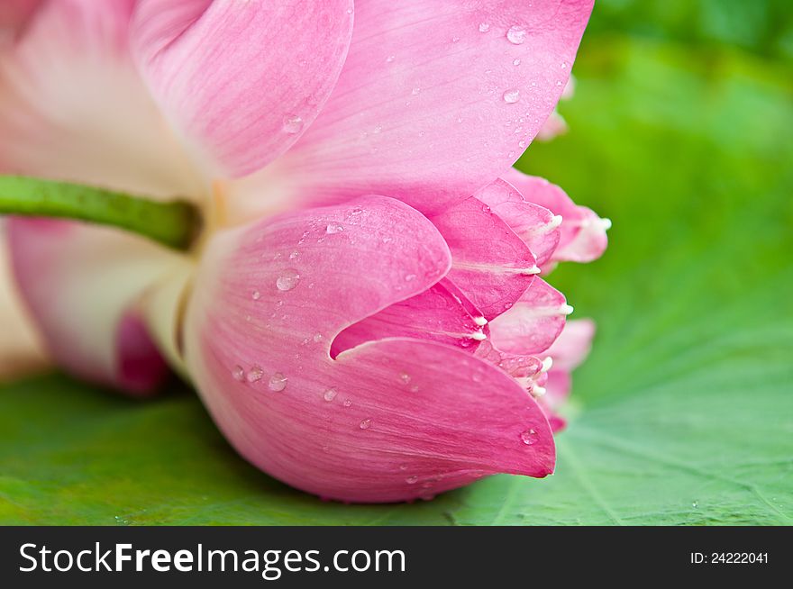 Beautiful pink lotus close up