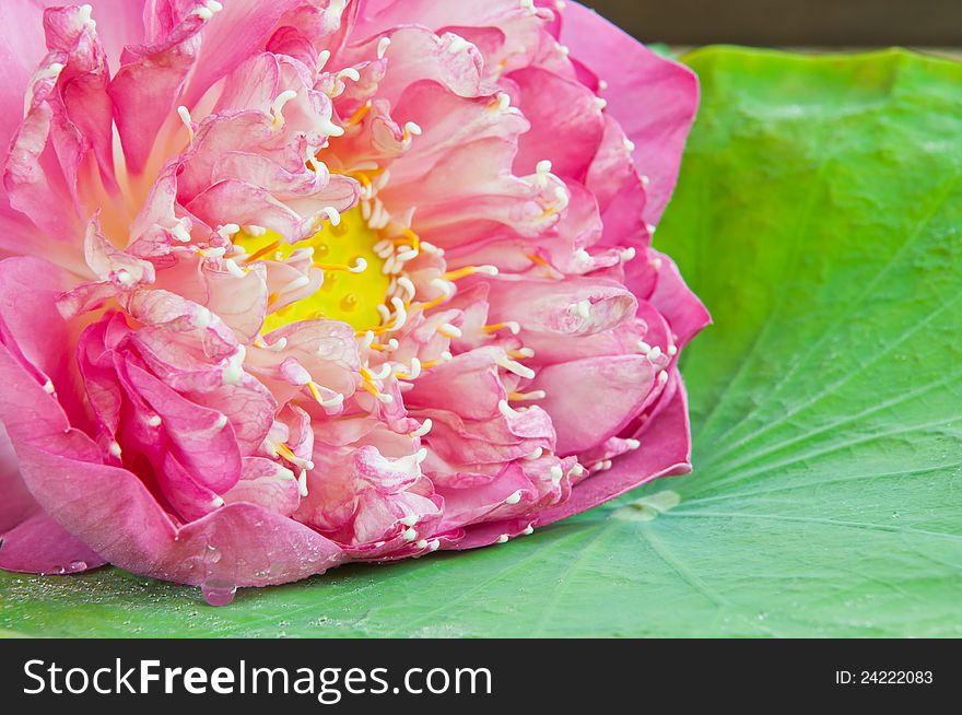 Beautiful pink lotus close up