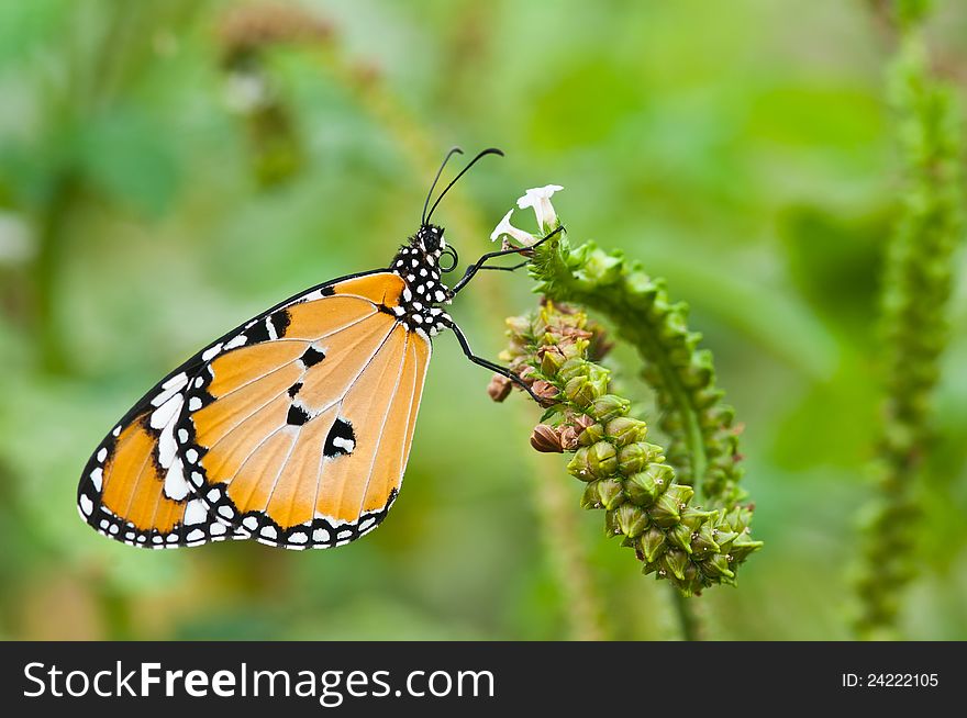 Butterfly With White Flowers