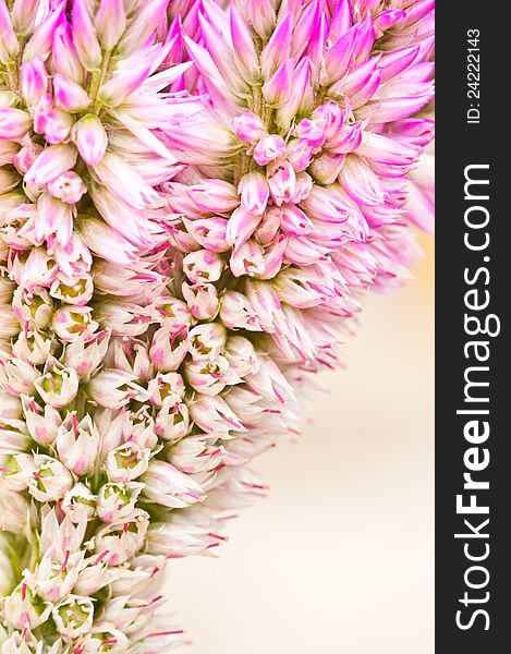 Abstract background of pink flower