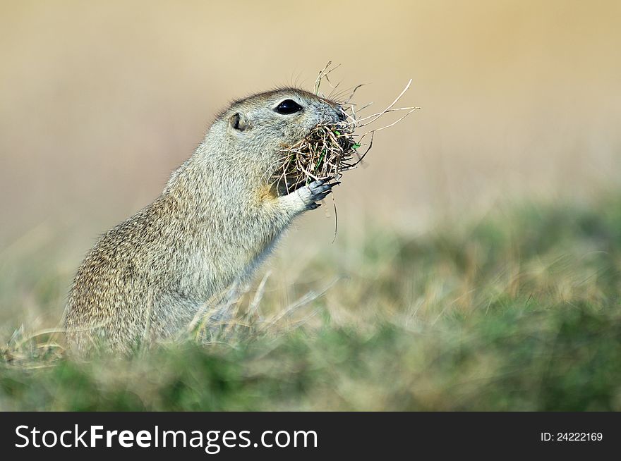 Prairie dog gathering dry grass for a nest in its burrow