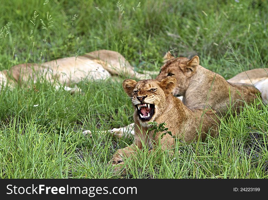 One of two lions, looking at camera in deep snarl. One of two lions, looking at camera in deep snarl