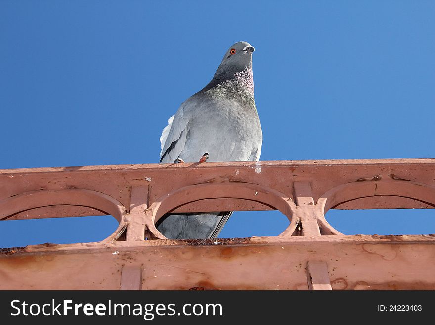 Pigeon bird resting on a fence. Pigeon bird resting on a fence