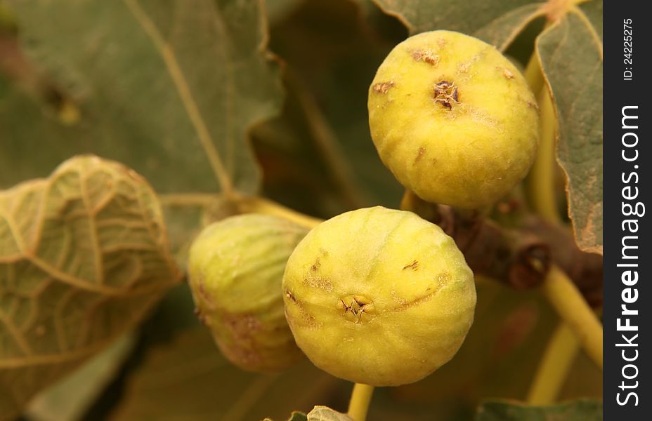 Fresh figs growing on a tree, morocco