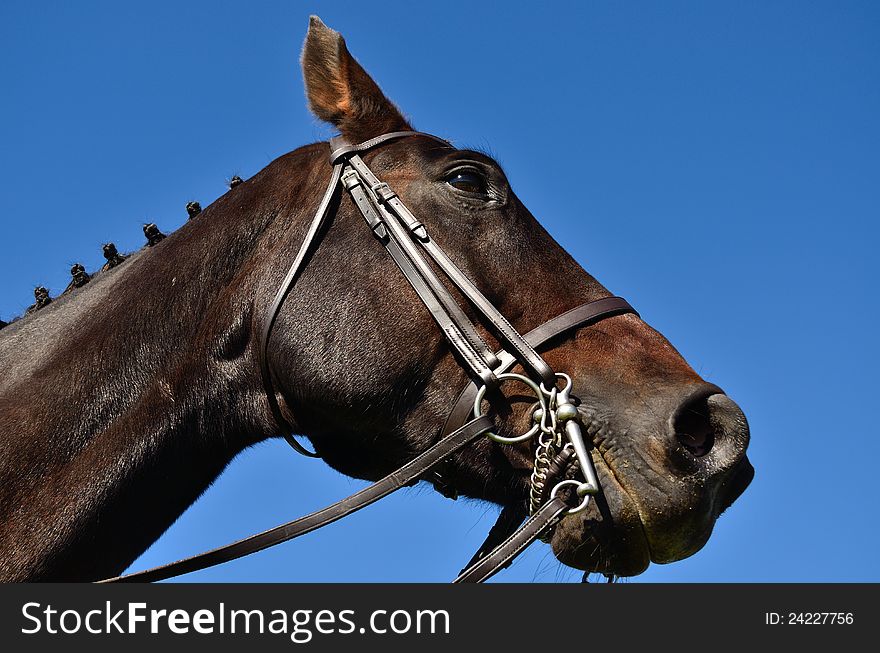 A brown stallion with a bridle