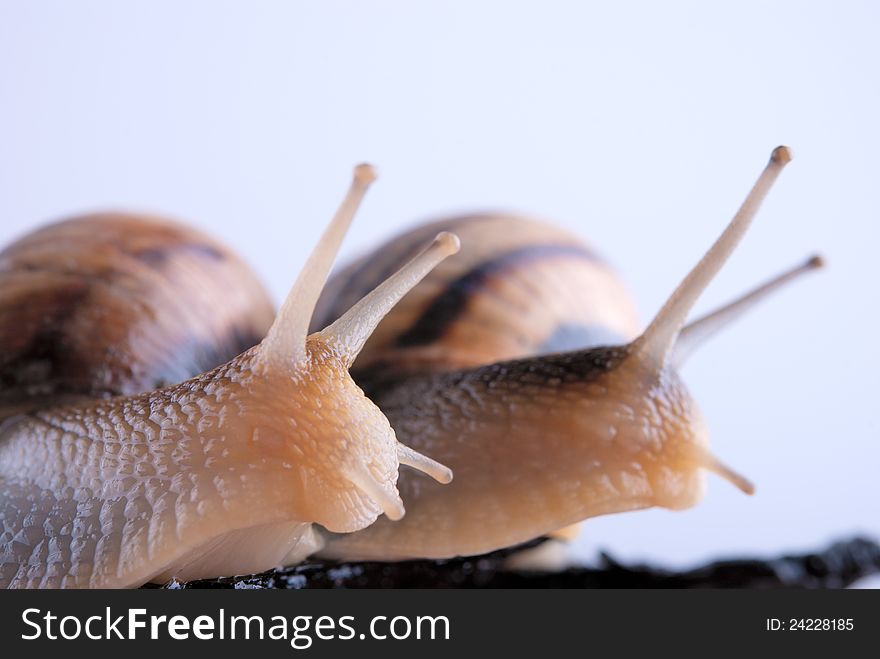 Snails look after