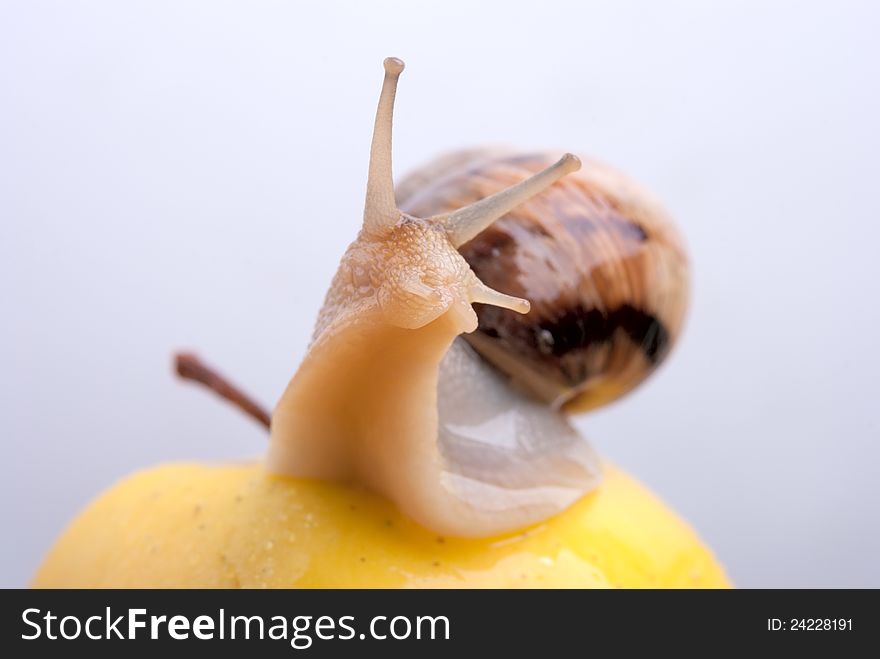 Snail on a yellow apple