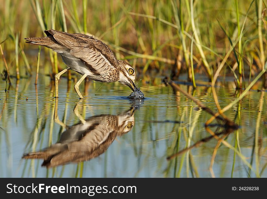 Water Thick knee drinking in Kruger National Park. Water Thick knee drinking in Kruger National Park