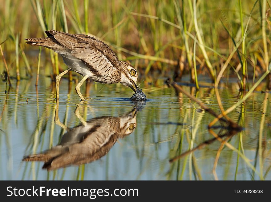 Water Thick-knee