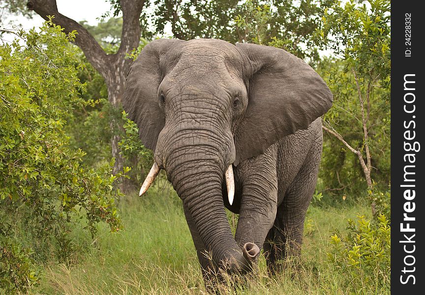 Charging Elephant in Kruger National Park