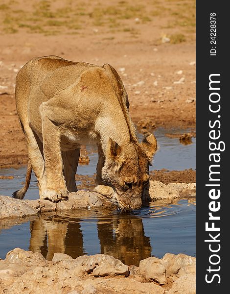 Kalahari lion drinking water with reflection in water. Kalahari lion drinking water with reflection in water