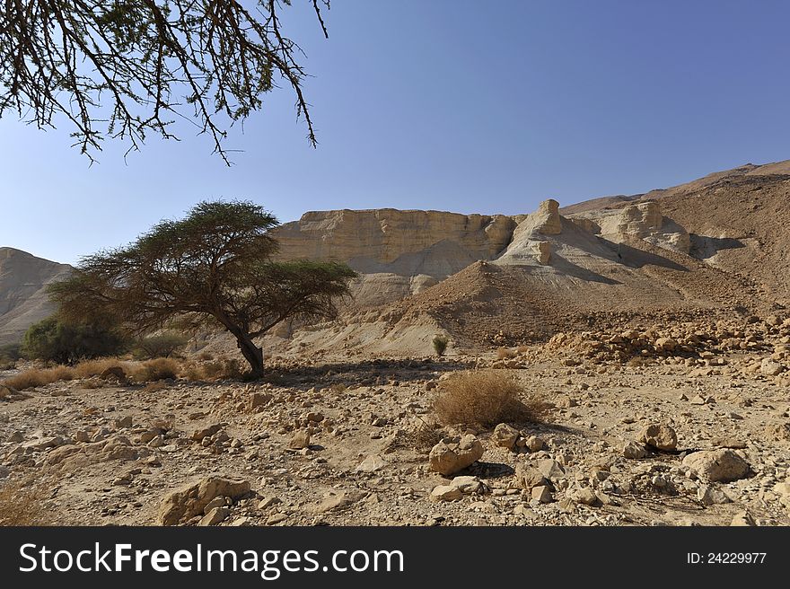 Acacia trees and arid landscape of Judea desert. Acacia trees and arid landscape of Judea desert.